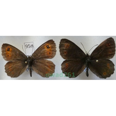 Erebia euryale (Esper, 1805) pair Italy95n
